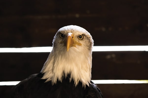 Researchers Uncover New EagleMsgSpy Android Spyware Allegedly Used by Chinese Authorities