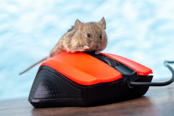 Windows Scheduled Tasks Used to Spread ValleyRAT